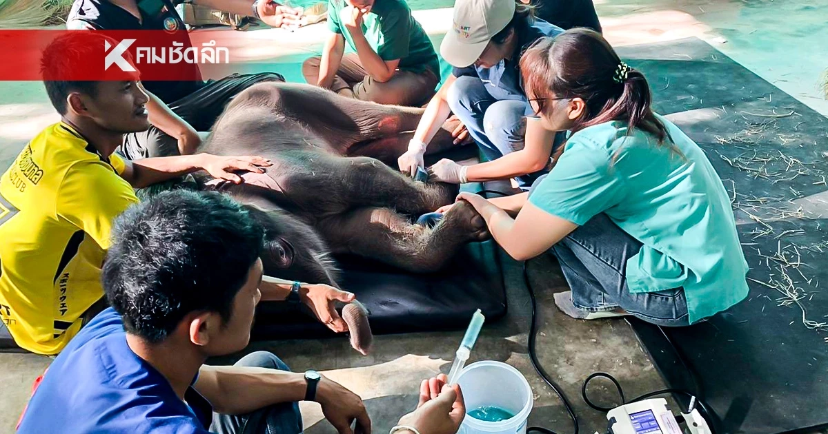 ผลตรวจสุขภาพ "พังข้าวต้ม" ลูกช้างป่า โครงสร้างร่างกายผิดปกติแต่กำเนิด