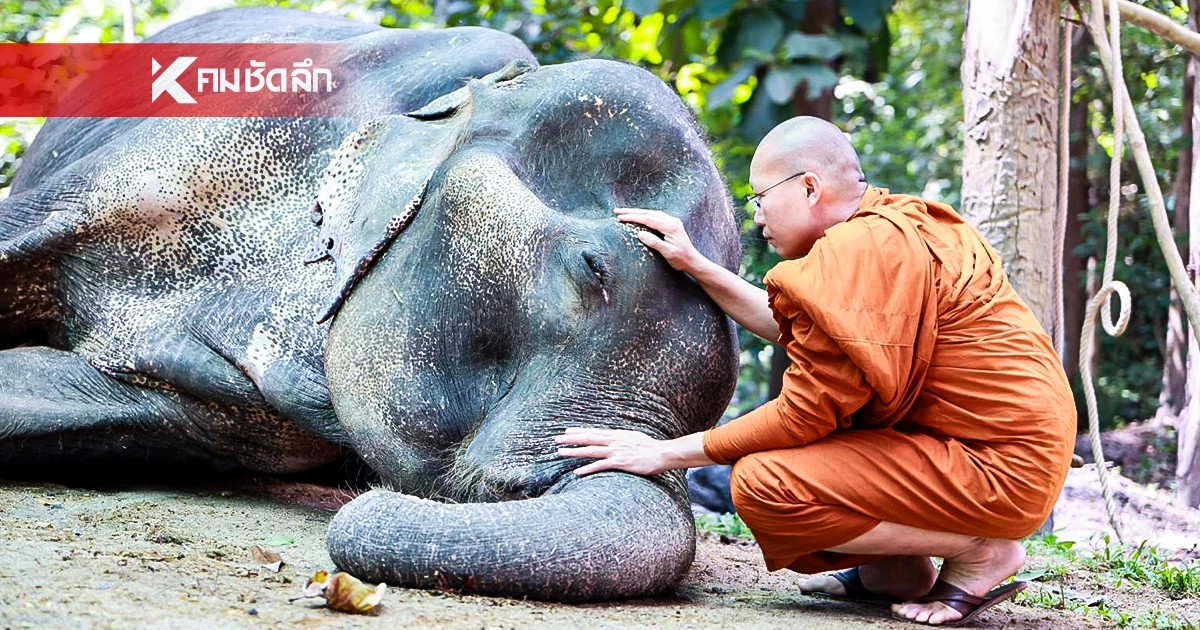 สิ้น "พลายบุญแสน" ช้างมรดกแผ่นดิน ล้มลงสงบในวัย 61 ปี ในวันออกพรรษา