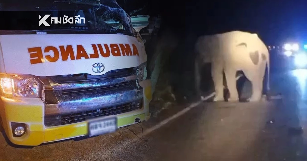 จนท. เร่งติดตามอาการบาดเจ็บ ช้างป่าเขาอ่างฤาไน ถูกรถกู้ภัยชน