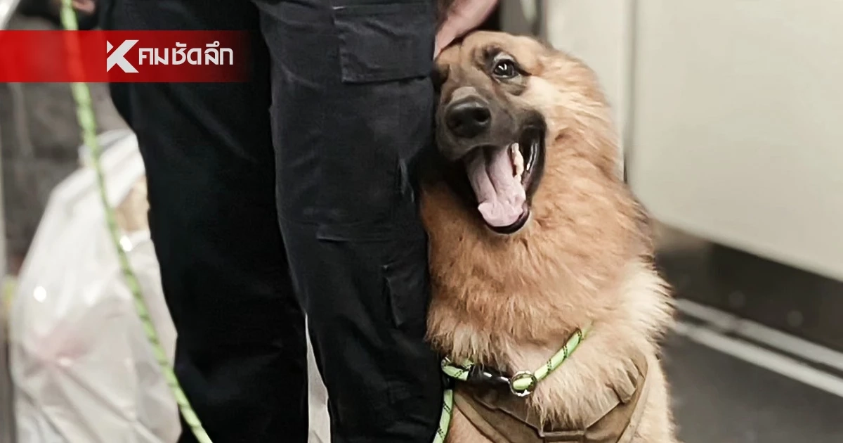 แฟนคลับใจหาย เจ้าของแจ้งข่าวเศร้า "ซาโบ้" สุนัขตำรวจ กลับดาวแล้ว