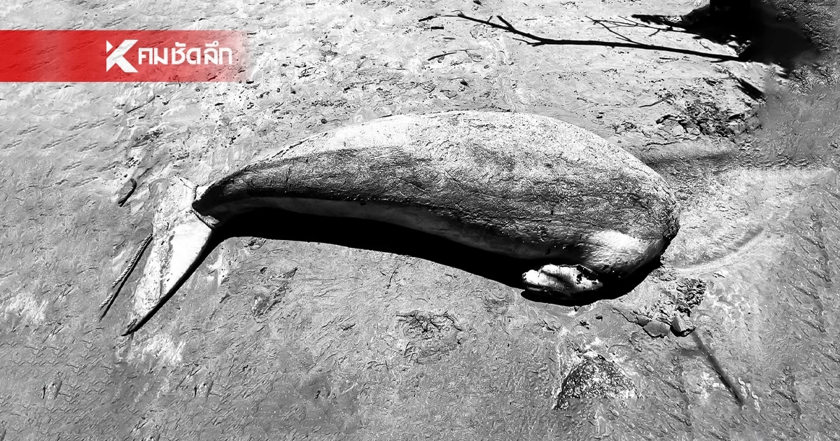 รมว.ทส. สั่งกรมทะเล ตรวจเข้มรับมือพะยูนตุย ล่าเขี้ยว ความเชื่อเป็นของขลัง