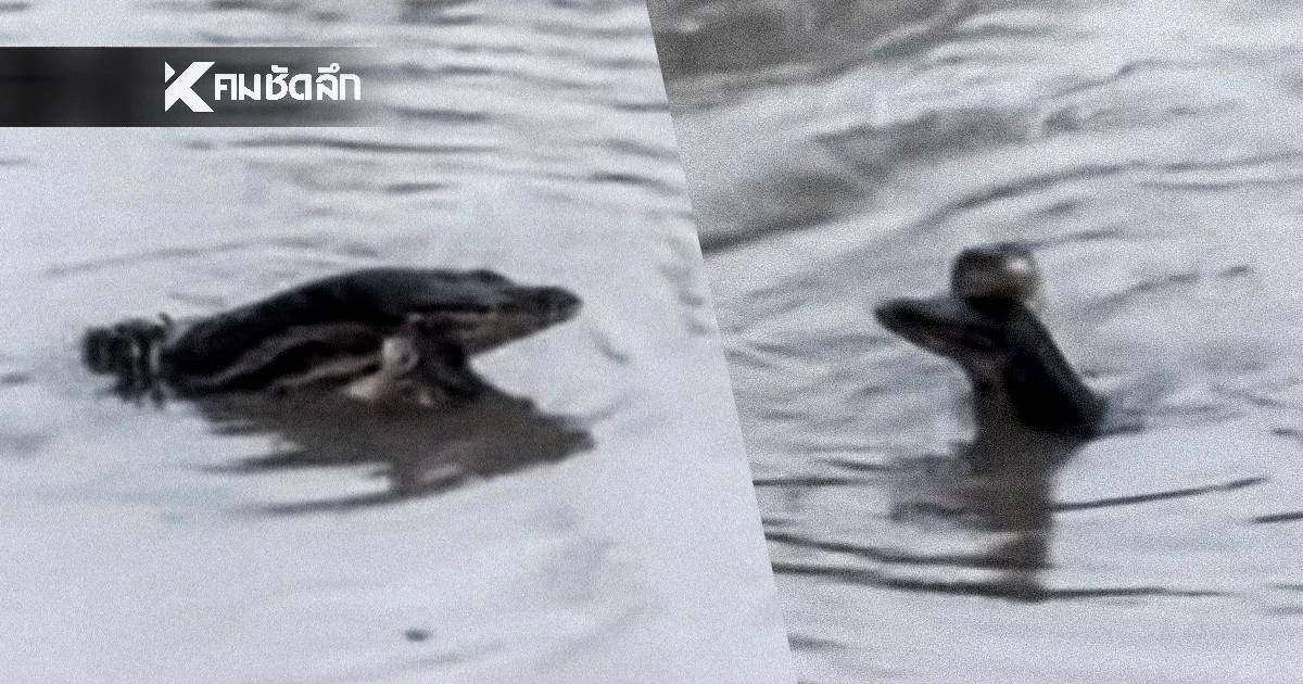 แห่ตีเลข 'ตัวเงิน ตัวทอง'เกี้ยวกัน หลางหนองน้ำ เชื่อเลขเด็ดชุดนี้ แห่ตีเลข 'ตัวเงิน ตัวทอง'เกี้ยวกัน หลางหนองน้ำ เชื่อเลขเด็ดชุดนี้