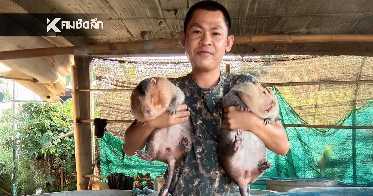 รวยเงียบไม่บอกใคร "อ้น" สัตว์เศรษฐกิจตัวใหม่แห่งภาคเหนือ เลี้ยงง่ายราคาดี รวยเงียบไม่บอกใคร "อ้น" สัตว์เศรษฐกิจตัวใหม่แห่งภาคเหนือ เลี้ยงง่ายราคาดี