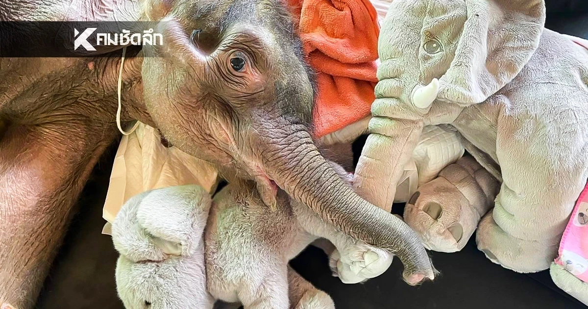 อัปเดต "ข้าวต้ม" ลูกช้างป่า ตับเป็นพังผืด-หัวใจโต แต่สู้ไม่ถอย