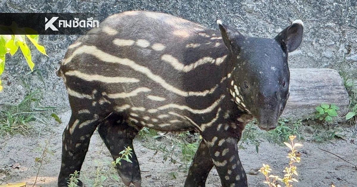 ได้ชื่อแล้ว "แตงไทย" ลูกสมเสร็จตัวล่าสุด สวนสัตว์เปิดเขาเขียว