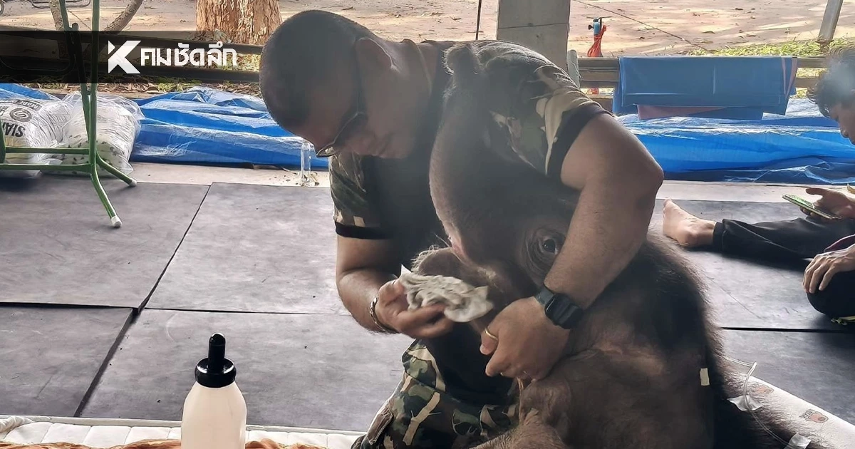 ทีมสัตวแพทย์ อัปเดตอาการ "น้องข้าวต้ม" กินได้น้อย ผลตรวจ EEHV เป็นลบ ทีมสัตวแพทย์ อัปเดตอาการ "น้องข้าวต้ม" กินได้น้อย ผลตรวจ EEHV เป็นลบ