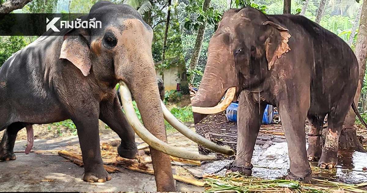 ทำความรู้จัก "ประตูผา-ศรีณรงค์" ช้างทูตสันถวไมตรีที่คนไทยรอวันกลับบ้าน