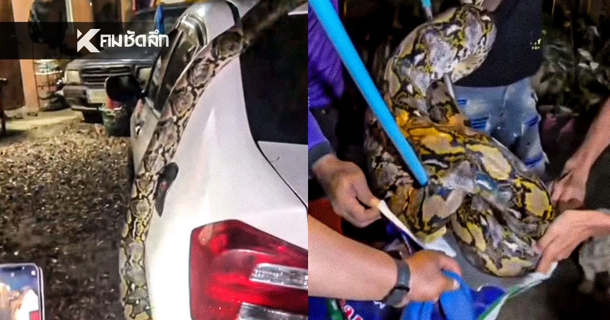 เลขเด็ด หวยลาววันนี้ ออกอะไร? ขนลุก! เลขทะเบียนรถ "งูเหลือมยักษ์" พร้อมเปิดบ้านเลขที่