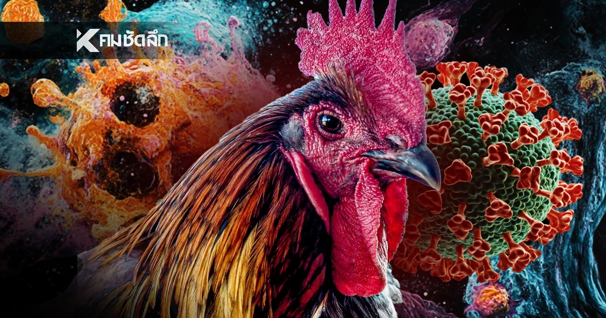 จับตา! สหรัฐฯพบผู้ติดเชื้อ "ไข้หวัดนก H5N5" ข้ามสายพันธุ์สู่คน "รายแรก"