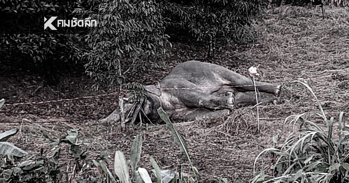 สะเทือนใจ ไฟฟ้าช็อต "พลายม้วน-ช้างป่าเขาคิชฌกูฏ" ล้ม 3 ตัว กลางสวนผลไม้