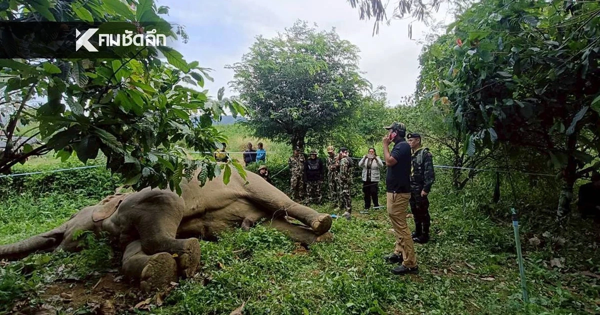 เศร้าอีก! ช้างป่าแก่งกระจาน ถูกไฟฟ้าช็อต ล้มคาสวนชาวบ้าน