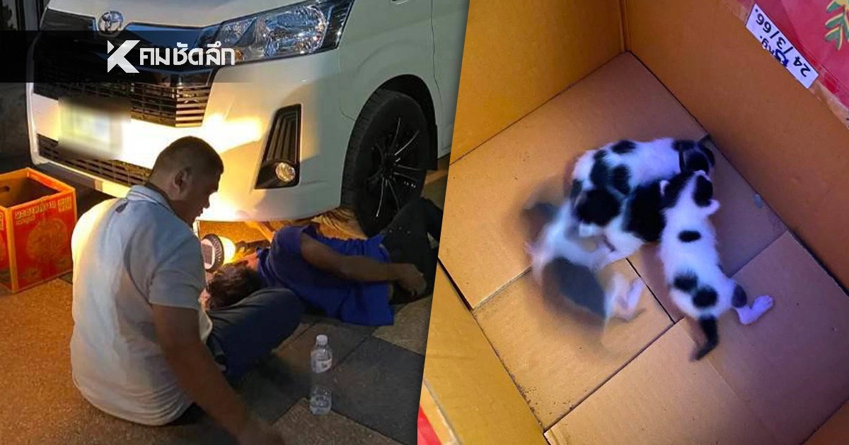 .ส่องเลขเด็ด แมวคลอดลูก ใต้ท้องรถ 