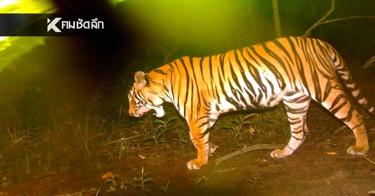 อช.ไทรโยค พบ "ลูกเสือโคร่งตัวใหม่" ชี้ ความสำเร็จ งานลาดตระเวน SMART Patrol