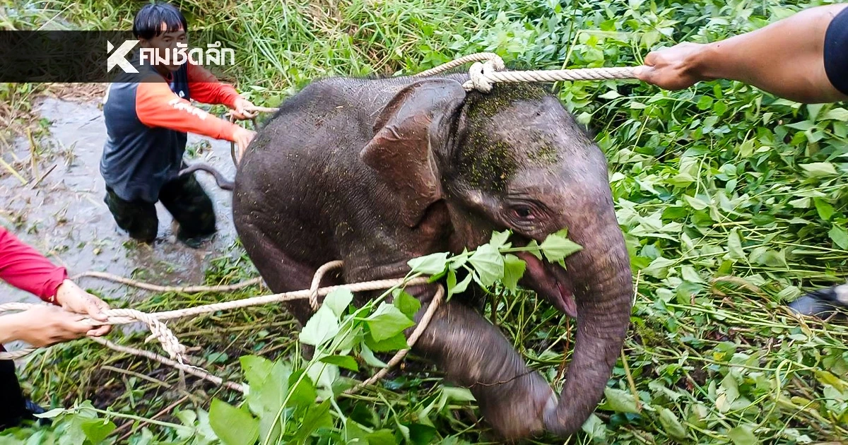 ระดมค้นหา 5 วัน "ลูกช้างป่าพลัดหลง" ห้วยขาแข้ง ปลอดภัยแล้ว