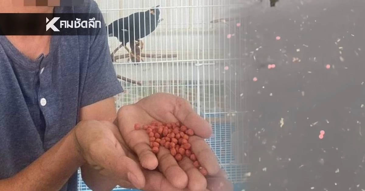 ป.ป.ส. แจงคลิป "ยาบ้าลอยน้ำ" ที่แท้อาหารนกเอี้ยง คอนเทนต์หวังยอดวิว