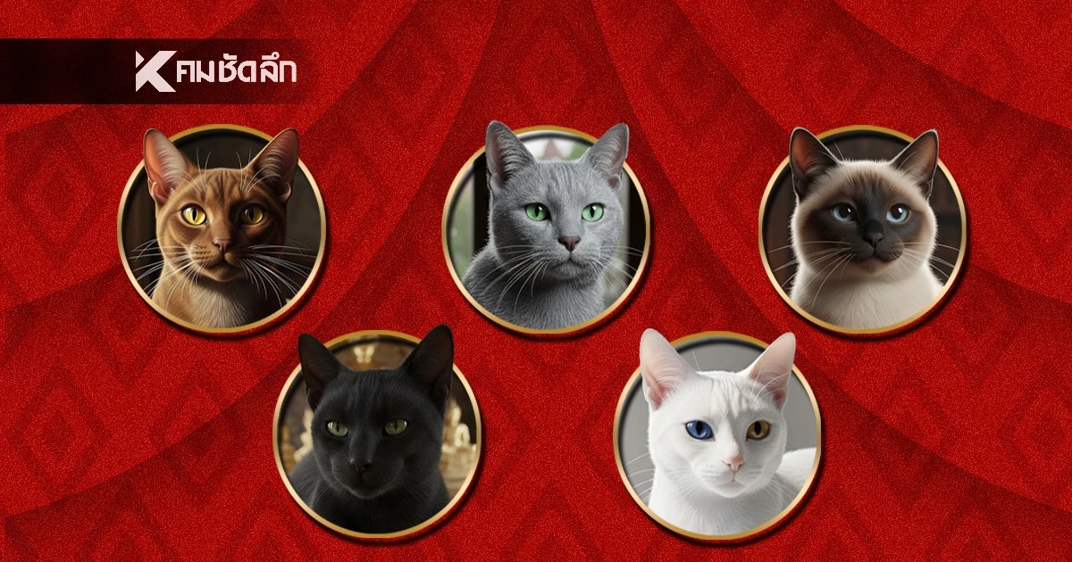 รู้จัก "แมวไทย" 5 สายพันธุ์ เอกลักษณ์ประจำชาติ ประเภทสัตว์เลี้ยง