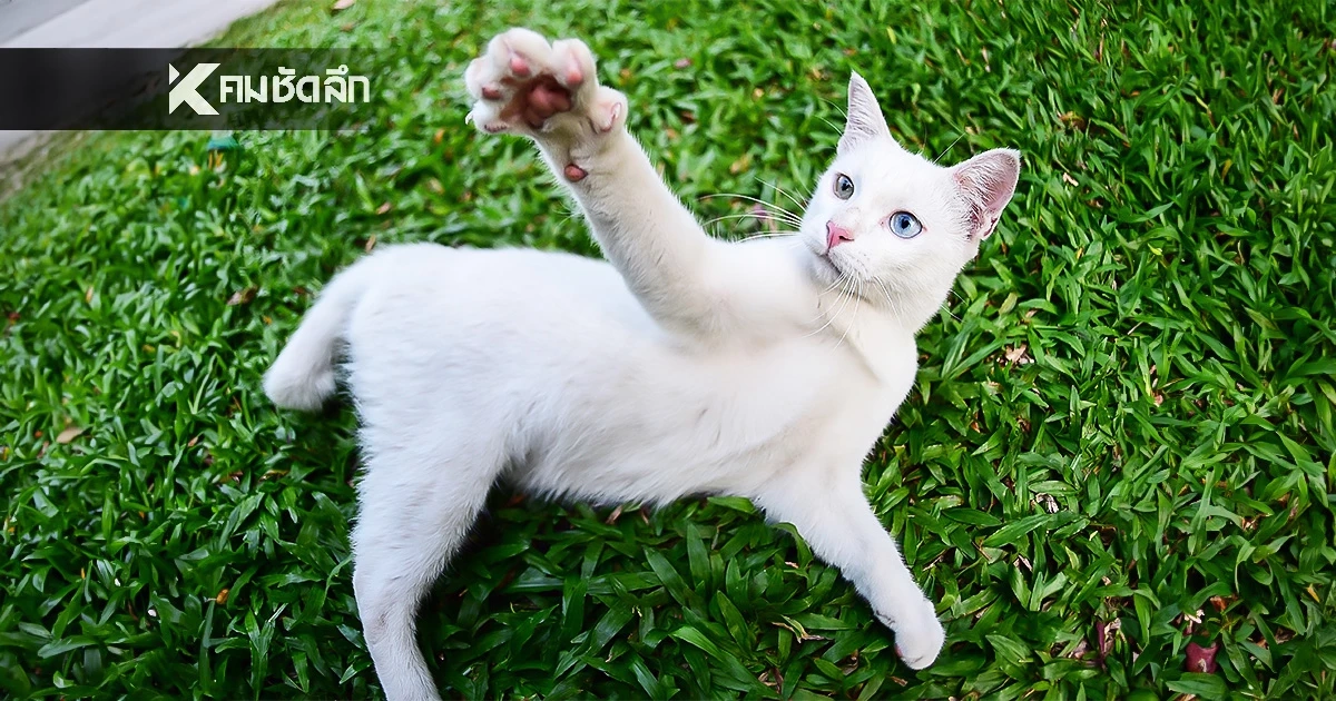 ครม.เห็นชอบ "แมวไทย" 5 สายพันธุ์ เป็นเอกลักษณ์ประจำชาติ ประเภทสัตว์เลี้ยง ครม.เห็นชอบ "แมวไทย" 5 สายพันธุ์ เป็นเอกลักษณ์ประจำชาติ ประเภทสัตว์เลี้ยง