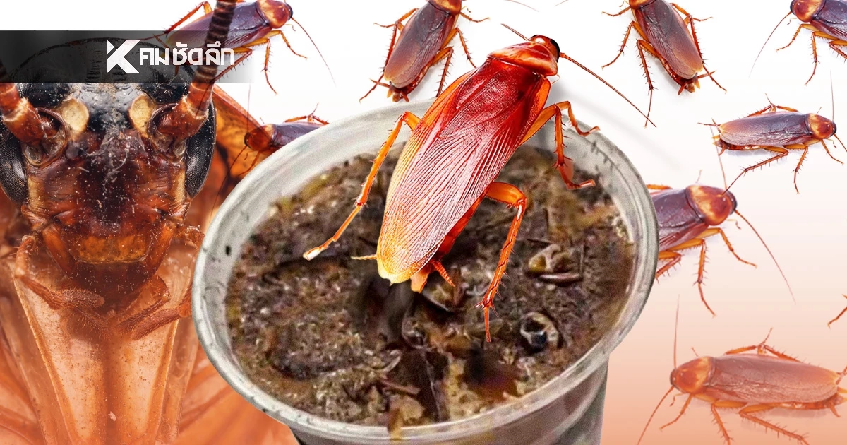 พิพิธภัณฑ์แมลงในจีนเสิร์ฟ "กาแฟแมลงสาบ" ยัน! ปลอดภัยตามตำราแพทย์แผนจีน