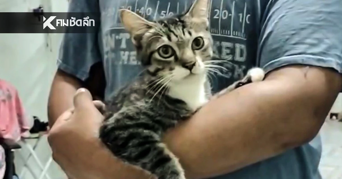 เจ้าเหมียวเกือบไม่รอด! หนุ่มฮึดสู้งูเหลือม หวิดเขมือบแมวแสนรัก