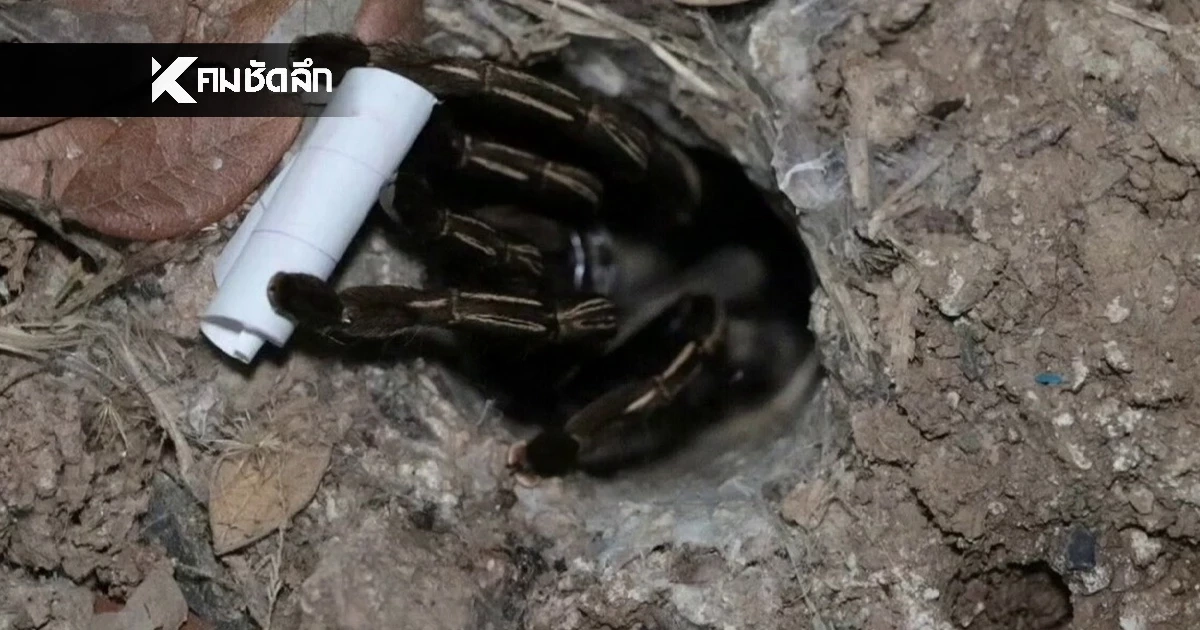 เลขเด็ด ส่องเลข "พญาบึ้ง" ตามความเชื่อ วัดโบสถ์ราษฎรศรัทธา เลข 3 ตัว จดด่วน!