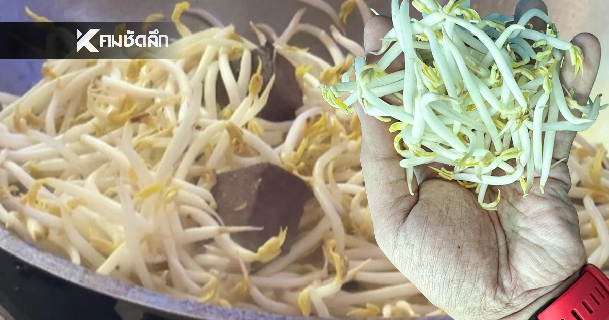 “ถั่วงอกต้นโพธิ์” อาชีพเงินล้านที่คนมองข้าม เพาะง่าย ต้นทุนต่ำ เก็บขายได้ทุกวัน