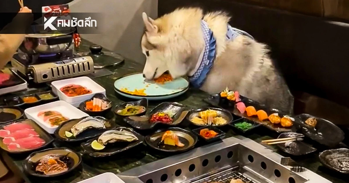 ดราม่า "หมา" กินอาหารบนโต๊ะ ในร้านอาหาร (คลิป) "ตั๊ก ศิริพร" โพสต์สวนทันที