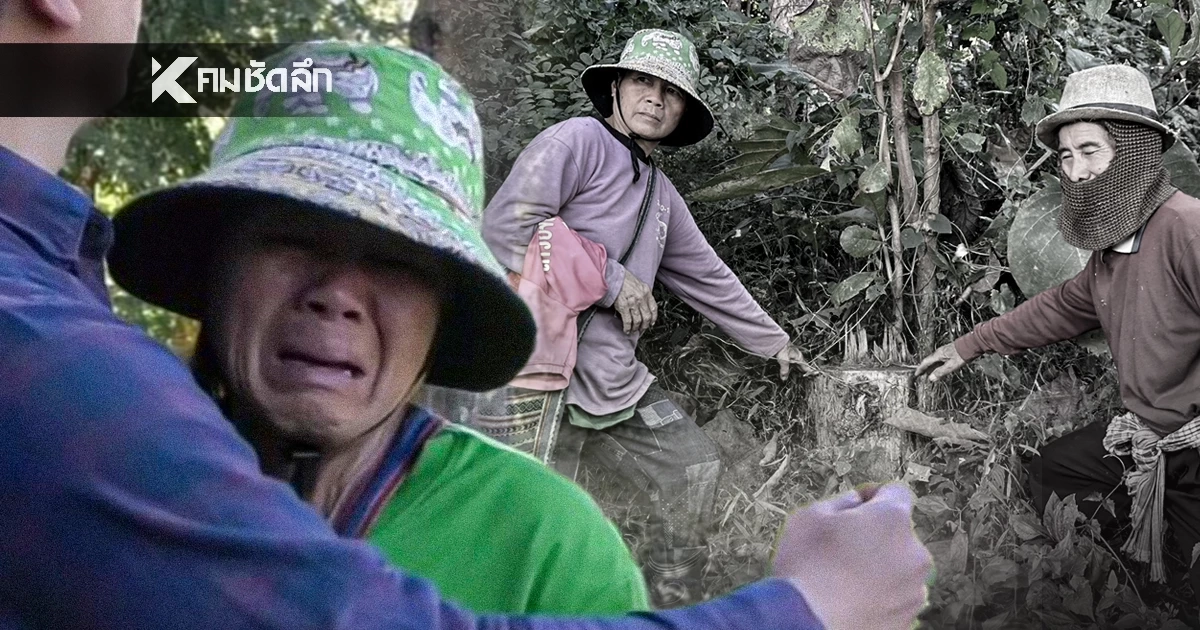 ไม่จบ!  ตา-ยาย ตัดไม้ต้นเดียวถูกปรับแสน ลามโดนแจ้งจับบุกรุกแผ้วทางป่าสงวน