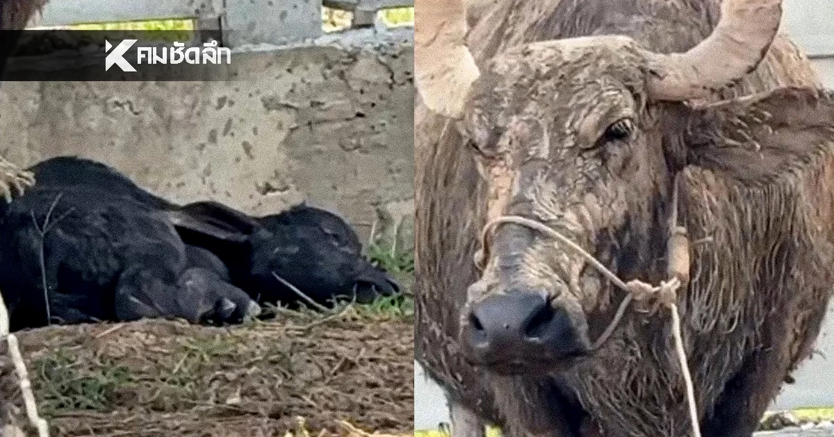 เลขเด็ด "ควายร่ำรวย" คลอดลูก "บุ๋ม ปนัดดา" เปิด "บ้านเลขที่" มูลนิธิ เลขสวยมาก