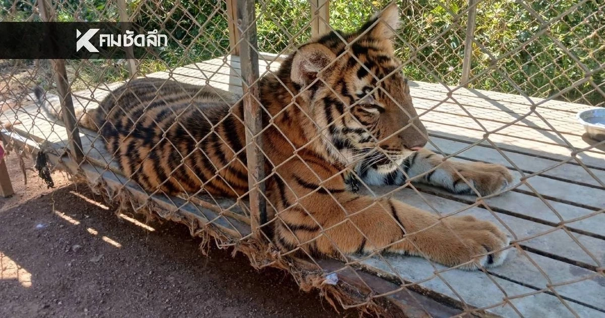 "มูลนิธิเพื่อนสัตว์ป่า" ชี้แจง ลูกเสือโคร่งถูกตรวจยึด ทหาร KNU ช่วยมาจากฐานสแกมเมอร์