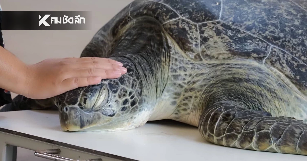 เต่ากินสายรัดข้อมือ ใช้เวลา 27 วัน ขับถ่ายออก เตรียมคืนสู่ทะเล