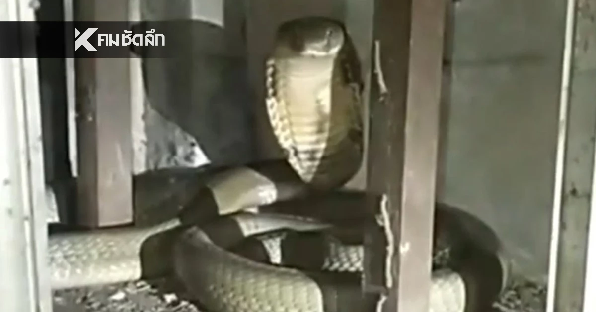 เลขเด็ดงวดนี้ เปิด "เลขที่บ้าน" งูจงอางยักษ์ ยาว 3 เมตร เลื้อยขดตัวซุกข้างเครื่องซักผ้า