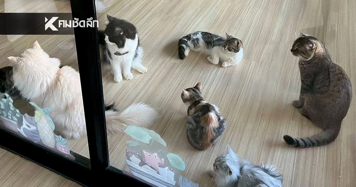 อัปเดตล่าสุด คาเฟ่แมวบางเขน ถูกร้องเรียน ยุติประกอบกิจการแล้ว