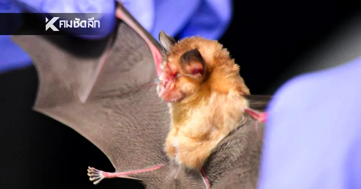 กรมอุทยานฯ เฝ้าระวังไวรัสนิปาห์ เปิดกฎเหล็ก เข้าชมถ้ำ-พื้นที่มีค้างคาว