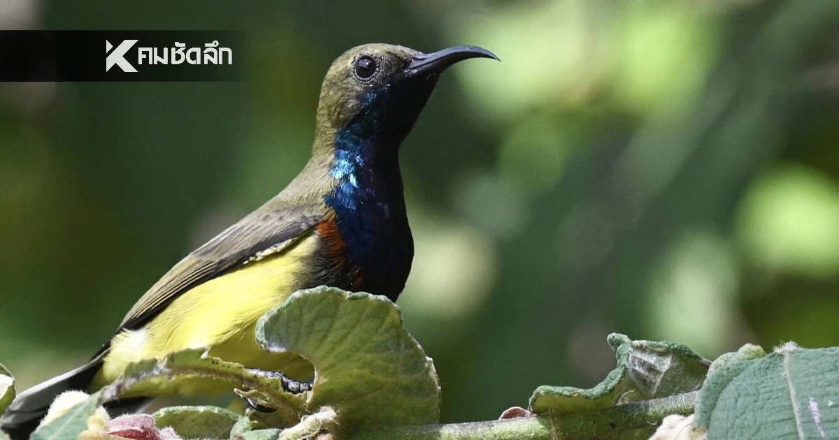 ​5 ม.ค. "วันนกแห่งชาติ" วิกฤตโลกร้อน นกเกิดใหม่ลดลงฮวบ