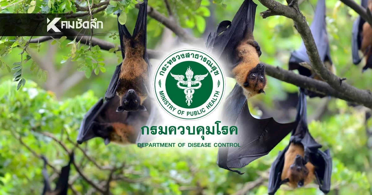 กรมควบคุมโรค เฝ้าระวัง "ไวรัสนิปาห์" ใกล้ชิด หลังอินเดียพบผู้ติดเชื้อ สั่งกักตัวนับร้อย