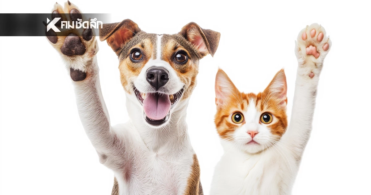 สภา กทม. เห็นชอบ ขยายเวลาบังคับใช้ "ข้อบัญญัติหมาแมว" ออกไป 1 ปี