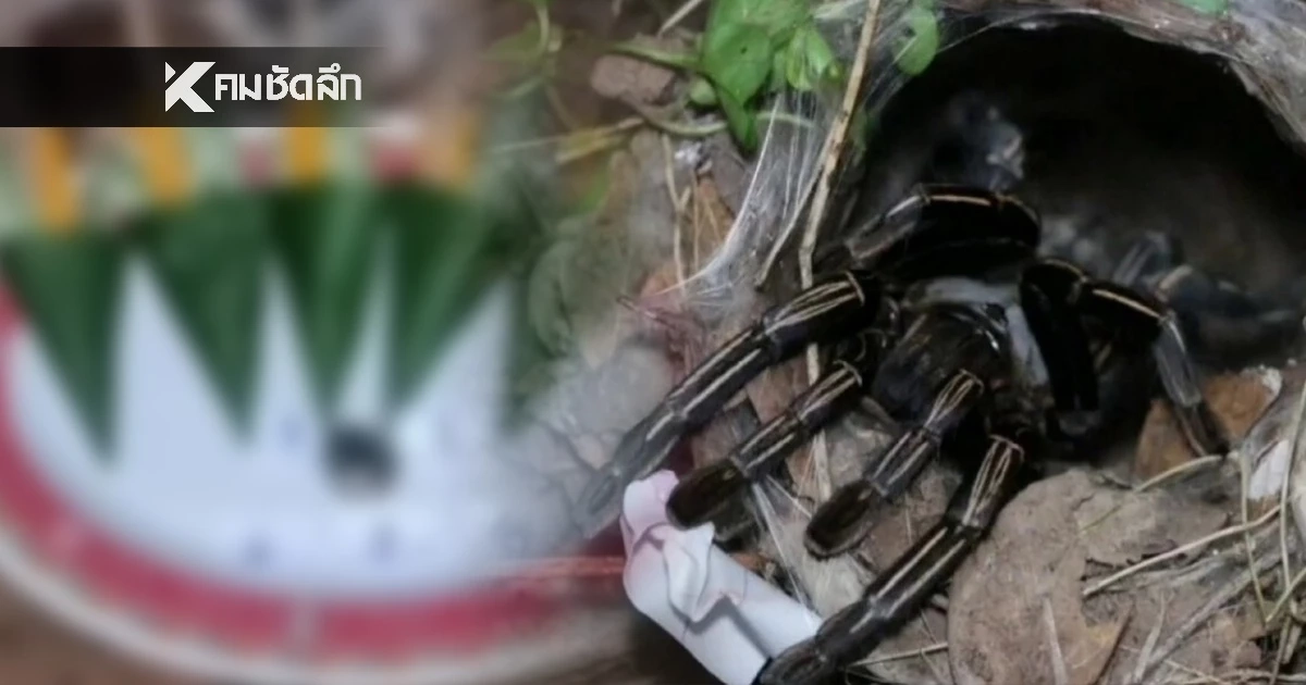 เลขเด็ด 'พญาบึ้ง' จุดธูปเบิกทาง เลขมงคลเรียงเต็มตา 2 ชุดเด็ด ลุ้นหวย 2/1/69