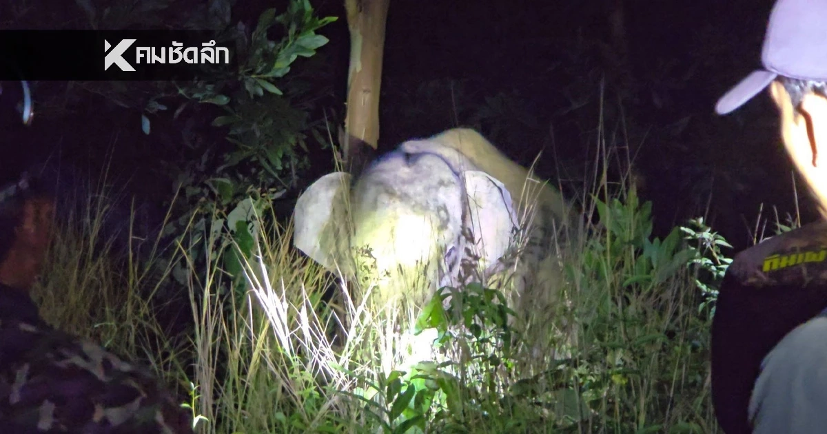 ครั้งแรกในไทย กรมอุทยานฯ เริ่มฉีดยาคุมช้างป่า ใน อ.บ่อไร่ จ.ตราด