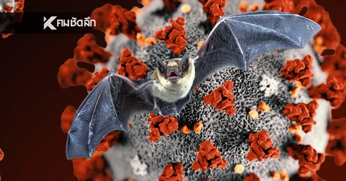 รู้จัก "ไวรัสนิปาห์" คืออะไร? ระบาดหนักในอินเดีย ยังไม่มีวัคซีนป้องกันและยารักษา