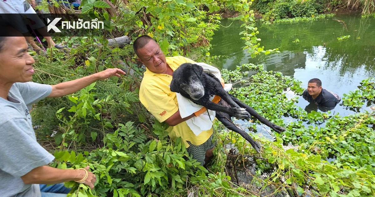 กู้ภัยสัตหีบ โดดน้ำช่วยชีวิต หมาจร ตกใจเสียงพลุ วิ่งเตลิดลงน้ำ