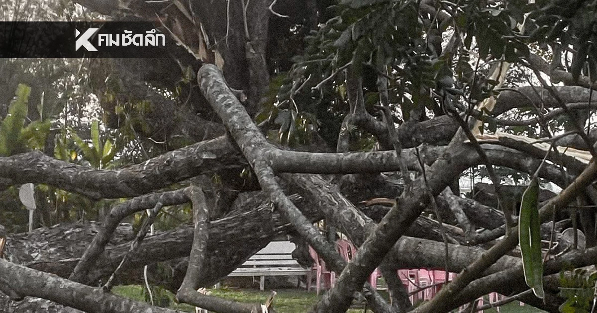 ระทึก! กิ่งไม้หักทับ คณะดูงานวิทยาลัยชุมชนระนอง ดับ 1 บาดเจ็บ 2