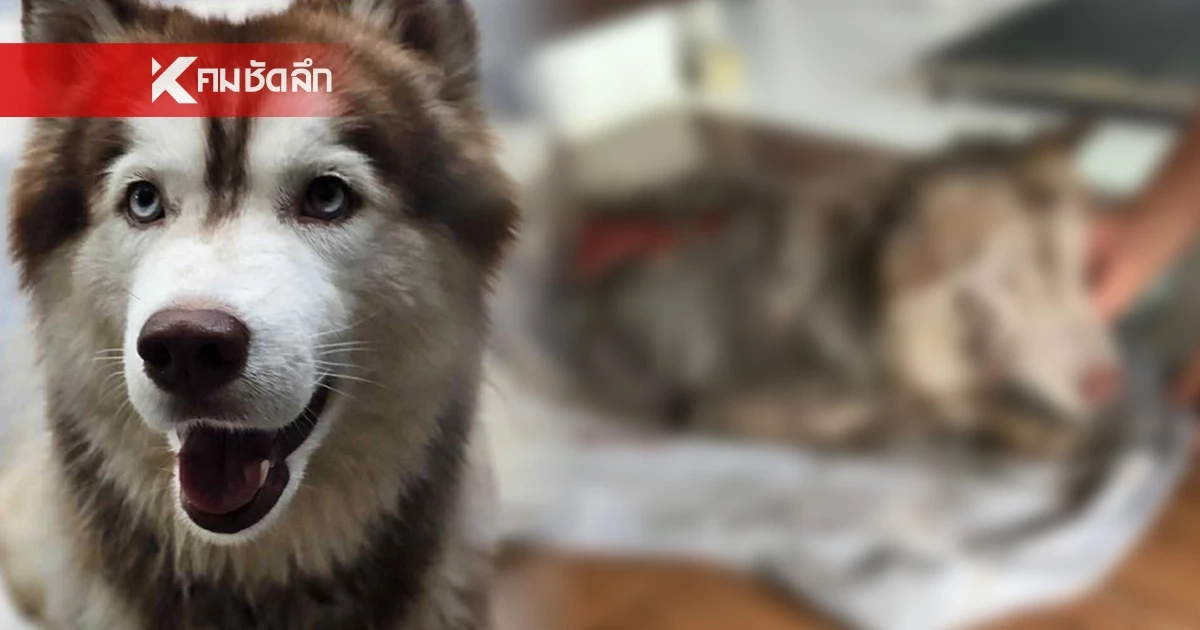 คืบคดี 'มอลลี่' ไซบีเรียนถูกจุดไฟเผาทั้งเป็น ล่าสุดอาการยังโคม่าระดับ 5