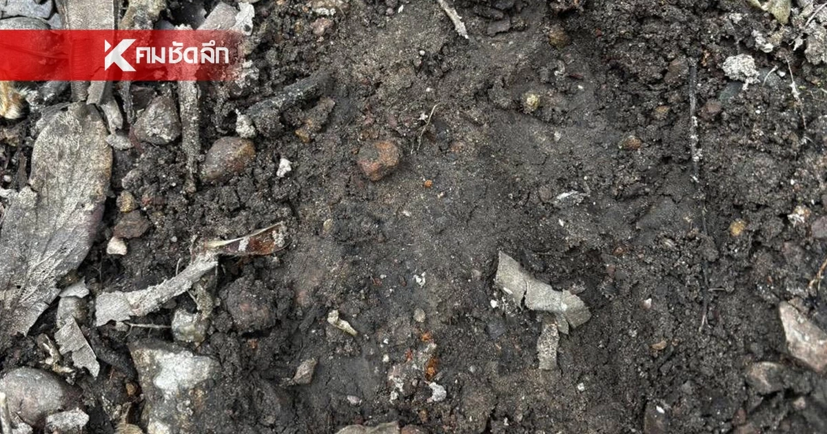 เตือนชาวเชียงใหม่เลี่ยงป่าดอยอินทนนท์ พบ "เสือโคร่ง" ขย้ำวัว 3 ศพ