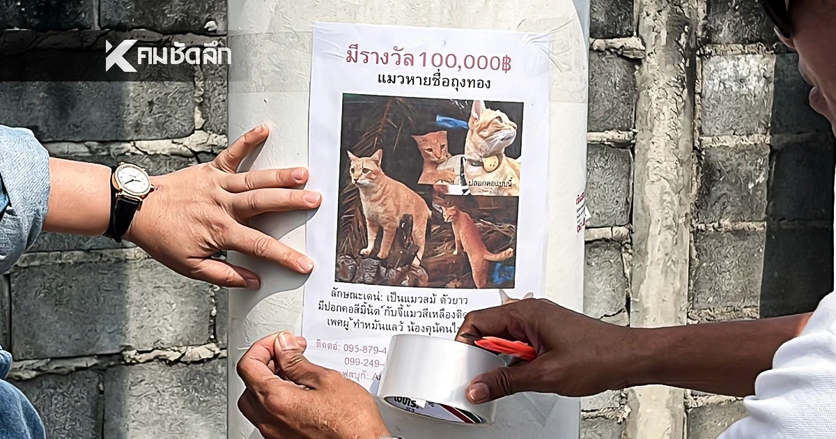 ใครเจอให้ 1 แสน ไม่มีข้อแม้ ตามหา "ถุงทอง" แมวส้ม หายออกจากบ้าน