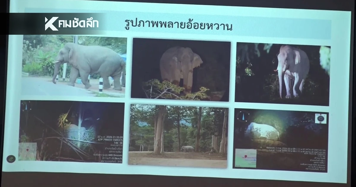 มติที่ประชุม เห็นชอบย้าย "พลายอ้อยหวาน" ทำร้าย นทท. ออกจากพื้นที่