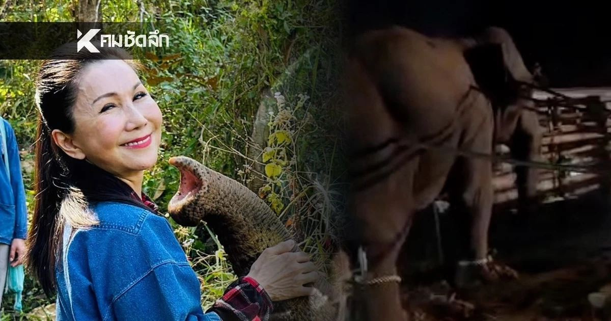 "กัญจนา" โพสต์ฟาด! กรมอุทยานฯ ยิงยาสลบ "สีดอหูพับ" อ้อยยังคาปาก