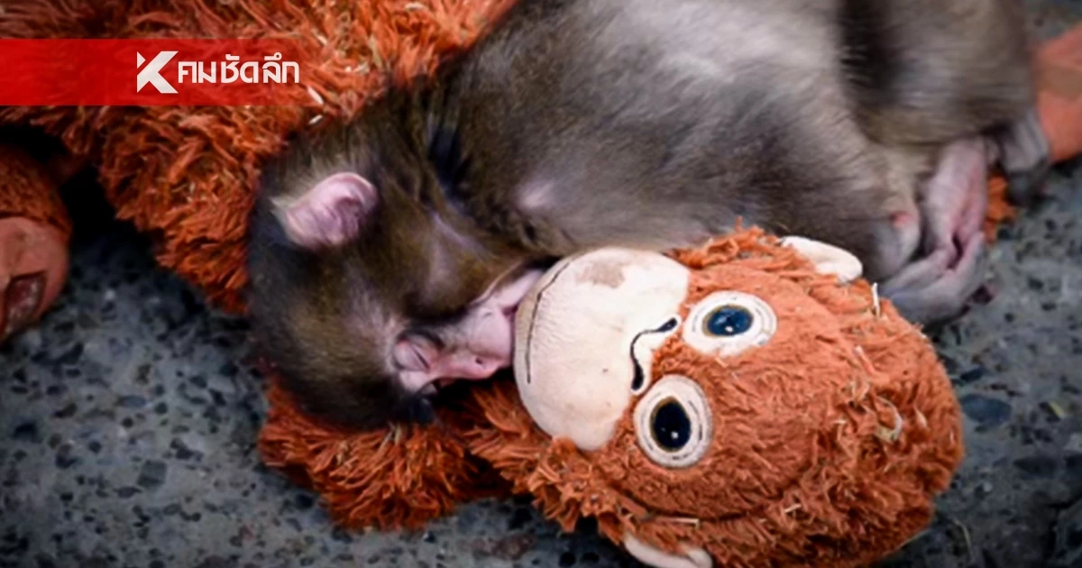 "พั้นช์คุง" ลิงน้อยแม่ไม่รัก ฝูงไม่เอา มีเพียง "ตุ๊กตา" เป็นอ้อมกอดแทนแม่