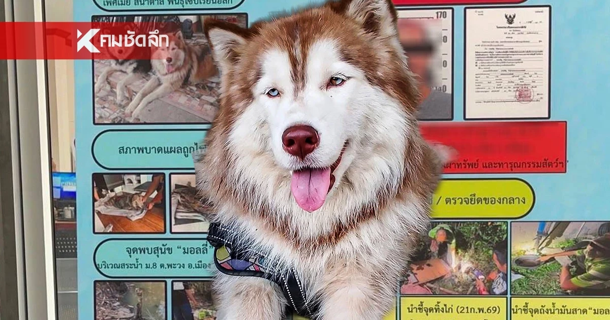 เปิดคำสารภาพ ชาย 56 ปี ราดน้ำมัน จุดไฟเผา “มอลลี่” สุนัขไซบีเรียน