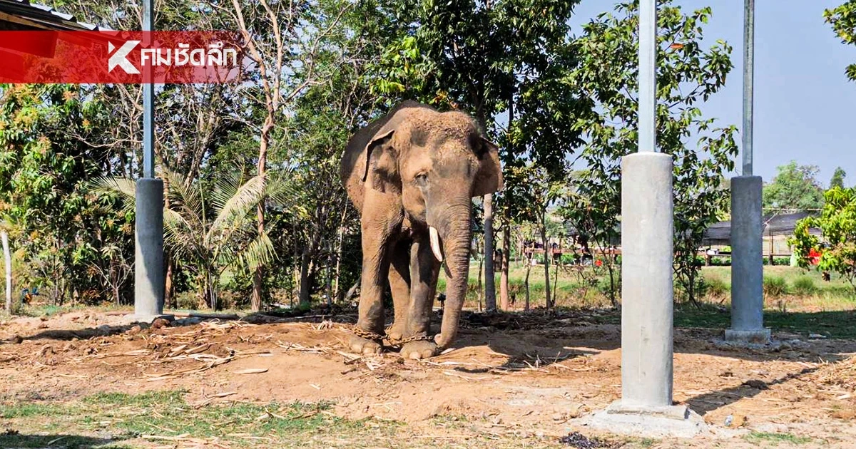 สาเหตุแท้จริง "พลายเพชรอุทัย" ทำร้ายควาญช้าง บาดเจ็บสาหัส
