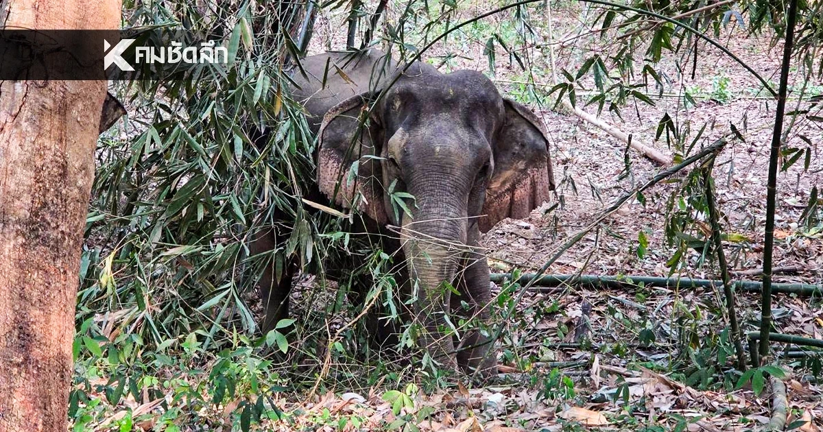 "ตาหวาน" แม่ช้างป่าเขาฉกรรจ์ ล้มแล้ว สัตวแพทย์ เร่งผ่าชันสูตร "ตาหวาน" แม่ช้างป่าเขาฉกรรจ์ ล้มแล้ว สัตวแพทย์ เร่งผ่าชันสูตร